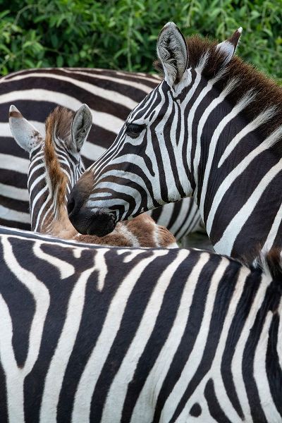 Hopkins, Cindy Miller 아티스트의 Africa-Kenya-Serengeti Plains-Maasai Mara-Plains zebra aka common or Burchells zebra작품입니다.